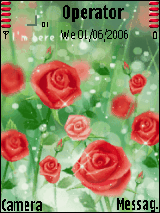 beauty roses