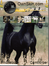 arabianhorse