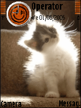 cat