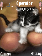 smal cat