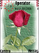 red rose 2