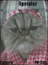 war cat