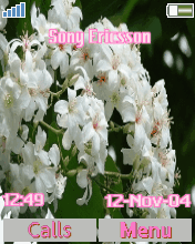 油桐花