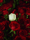 rose-animated