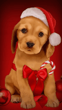 Christmas Puppy