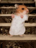 dancing mouse