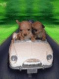 driving puppies