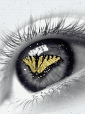 The eyes of the Butterfly